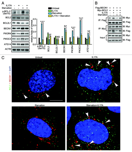 Figure 2. IL17A enhances the interaction of BCL2 and BECN1. (A) IL17A reduces the expression of autophagy core complex-associated proteins. Cells were starved for 2 h with or without IL17A (30 ng/ml) respectively. Whole cell lysates were collected and the expression of p-BCL2, BCL2, BCL2L1, BECN1, PIK3R4, PIK3C3, and ATG14 detected by western blotting. Data are presented as the mean ± SE of four independent assays. (B) IL17A promotes the association of BCL2 with BECN1. Cells were transfected with BCL2-Myc and BECN1-Flag expression plasmids for 24 h, then were starved for 2 h with or without IL17A (30 ng/ml) for 2 h respectively. Cell lysates were extracted and coimmunoprecipitated with anti-Myc antibody. Precipitates were detected by western blotting with anti-Flag antibody. (C) IL17A enhances the interaction of BCL2 and BECN1 when cells are starved. Cells were starved with or without IL17A (30 ng/ml) for 2 h respectively. The cells were subsequently fixed by 4% paraformaldehyde, stained by fluorochromes, green for BCL2 and red for BECN1, scale bar: 0.5 μm. The interaction of BCL2 and BECN1 was indicated by white arrowheads. Data are representative images of three assays with identical results. **p < 0.01; ***p < 0.001; NS, non-significant.