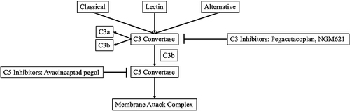 Figure 1 Development of GA therapeutics in targeting the complement cascade.