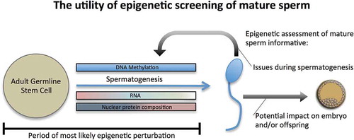 Figure 1. Diagram depicting the nature of the mature sperm epigenome. Based on recent evidence, during the process of spermatogenesis DNA methylation remains quite stable while RNA expression and nuclear protein composition is altered significantly. The mature sperm epigenome reflects these marks and contains remnant epigenetic signatures from this process, but also appears to have marks that are influential in fertilization, embryogenesis, and beyond.