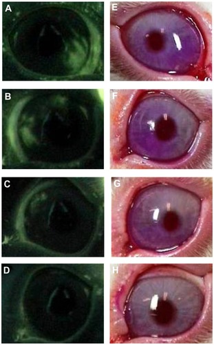Figure 1 Slit-lamp microscopic images of fluorescein (A–D) and rose bengal (E–H) staining in rabbit eyes at 7 days of treatment with the VApal or the vehicle. Corneal findings stained with fluorescein in 500 IU/mL (B), 1000 IU/mL (C) and 1500 IU/mL (D) of VApal-treated eye and the vehicle-treated eye (A), stained with rose bengal in 500 IU/mL (F), 1000 IU/mL (G), and 1500 IU/mL (H) of VApal-treated eye and vehicle-treated eye (E).