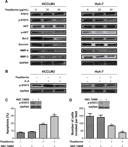 Figure 4 Theaflavins inhibit constitutive and inducible STAT3 phosphorylation, and downregulate the expression of antiapoptotic and invasion-related proteins in HCC cells.