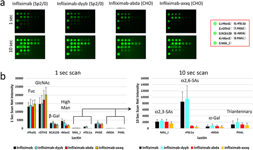 Figure 4. Comparative glycan profiling of infliximab and its biosimilars produced in two different expression systems. Infliximab and its biosimilars, infliximab-dyyb infliximab-abda, and infliximab-axxq, were subjected to analysis using the LecChip-IgG-mAb. Shown are the microarray images (a) and glycan profiles (b) derived from 1-second and 10-second exposures. The error bars represent standard deviation (n = 3) from three independent experiments.