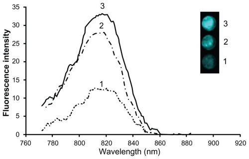 Figure 4 Comparison of fluorescence intensities of equal concentrations of three types of near-infrared fluorescent iron oxide-human serum albumin nanoparticles composed of: iron oxide containing dyed gelatin in the core and a non-dyed human serum albumin shell; iron oxide containing non-dyed gelatin in the core and a dyed human serum albumin shell; iron oxide containing dyed gelatin in the core as well as in a dyed human serum albumin shell.Notes: The highest fluorescence intensity was shown by particles containing dye within both the core and the shell (type 3). The inset shows a fluorescence image of equal concentrations of each type of particle dispersed in phosphate-buffered saline solution.