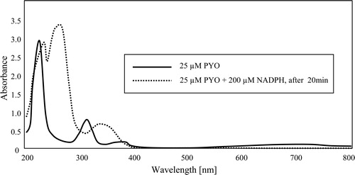 Figure 2. Spectra of PYO in oxidized and NADPH-reduced form in 50 mM potassium phosphate buffer of pH 7. The peak at 340 nm in the reduced spectrum (dotted line) is largely due to excess NADPH.