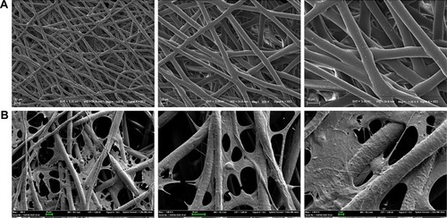 Figure 3 Preparation and characterization of tissue engineering scaffolds.Notes: PCL with (A) or without ASCs and iPSCs-NSCs (B).Abbreviations: ASCs, activated Schwann cells; iPSCs-NSCs, induced pluripotent stem cells-derived neural stem cells; PCL, polycaprolactone.