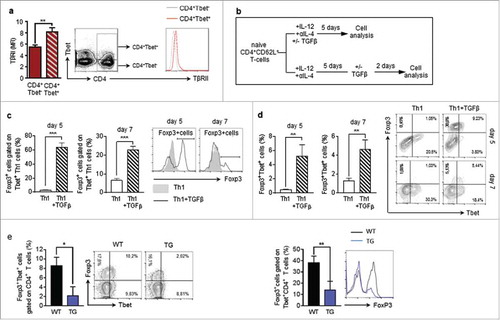 Figure 3. TGFβ induces Foxp3 expression in Tbet+CD4+ T-cells a Flow cytometry analysis of TβRII expression on Tbet positive and Tbet negative CD4+ T cells in the lungs of tumour-bearing WT mice (N = 16). b Experimental design of Flow cytometry analysis of Foxp3 induction in CD4+CD62L+ T cells, isolated from the spleens of naïve WT mice, cultured under Th1 polarizing conditions for 5 days and subsequently cultured in the presence or absence of TGFβ for another 2 days (N = 3). c,d Flow cytometry analysis of Foxp3 expressing cells gated on Tbet+CD4+ T cells as well as Tbet+Foxp3+ (e) Foxp3+Tbet+ cells gated on CD4+ T cells in the lungs of tumour-bearing WT and hCD2-ΔkTβRII mice (N = 9–13).