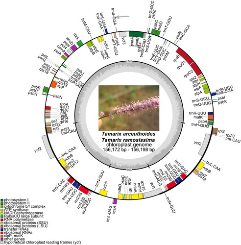 Figure 2. Chloroplast genome maps for T. arceuthoides and T. ramosissima. Genes on the inside of the circle are transcribed clockwise and those on the outside are transcribed counterclockwise. The darker gray inner circle corresponds to the GC content, whereas the lighter gray indicates the AT content. Different colors represent different functional genes. The thick lines of the large circle indicate the extent of the inverted repeat regions (IRa and IRb) that separate the genome into small single-copy (SSC) and large single-copy (LSC) regions, respectively.