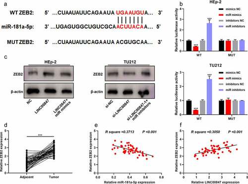 Figure 5. LINC00847 up-regulates ZEB2 expression by adsorbing miR-181a-5p A. The online database TargetScan was adopted to predict the binding site between miR-181a-5p and ZEB2 mRNA 3ʹUTR. B. Dual-luciferase reporter assay was performed to verify the binding site between miR-181a-5p and ZEB2. C. Western blot was performed to detect the regulatory effects of LINC00847 and miR-181a-5p mimics on ZEB2 expression. D. ZEB2 mRNA expression was detected by qRT-PCR in 55 pairs of LSCC and adjacent tissues. E&F. Pearson correlation analysis of the correlation among LINC00847, miR-181a-5p and ZEB2 mRNA expressions in LSCC tissues. *** P < 0.001.