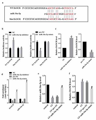 Figure 2. The effect of CF on DANCR expression through miR-34a-5p. (a) Target gene prediction database (LncBase Predicted v.2) predicted a combination of miR-34a-5p and DANCR. (b) The luciferase activity of DANCR-WT or DANCR-Mut in HEK-293 cells co-transfected with miR-34a-5p inhibitor or miR-34a-5p mimic was measured using dual luciferase reporter assay. (c) Jagged1 expression in hPDL cells transfected with miR-34a-5p inhibitor or miR-34a-5p mimic. (d) The binding between miR-34a-5p and DANCR was measured using RIP assay. *P < 0.05 vs. NC; #P < 0.05 vs. pre-NC. (e) hPDL cells were divided into control, CF, CF+pre-NC, and CF+miR-34a-5p mimic group. MiR-34a-5p expression was measured by qRT-PCR. (f) DANCR expression in hPDL cells. *P < 0.05 vs. control; #P < 0.05 vs. CF+pre-NC.