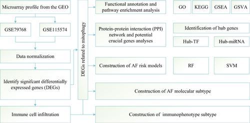 Figure 1 Flowchart summarizing overall bioinformatics analyses performed in this study to explore the biological characteristics of AF.