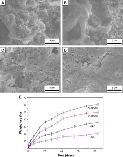 Figure 3 SEM micrographs of surface morphology of 30 MGPC (A), 15 MGPC (B), GPC (C), and PCL (D) scaffolds after immersed in Tris–HCl solution for 2 weeks, and change of weight loss (E) of the scaffolds immersed in Tris–HCl solution with time.Note: The magnification of A–D is ×5000.Abbreviations: GA, gliadin; MGPC, mMCS/GA/PCL composite; mMCS, mesoporous magnesium calcium silicate; PCL, polycaprolactone; SEM, scanning electron microscopy.