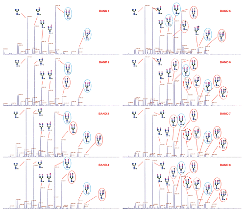 Figure 4 Relative abundance of selected oligosaccharides in each band (isoform).