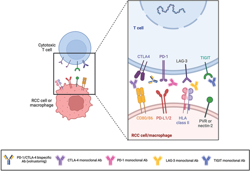 Figure 2. Monoclonal antibodies targeting PD-1 and CTLA-4 disrupt T-cell inhibitory responses, blocking PD-1 interaction with its ligands PD-L1/2 and CTLA-4 interaction with its ligand CD80/86. Notably, the bispecific antibody volrustomig targets both PD-1 and CTLA-4, in order to enhance the therapeutic benefit of this dual immune checkpoint blockade decreasing the risk of toxicity which is typically associated with anti-CTLA-4 agents. Furthermore, monoclonal antibodies targeting other immune checkpoints (such as TIGIT and LAG-3) aim to inhibit tumor-induced mechanisms that evade the host immune system, thereby reinvigorating the immune response against malignant cells. Created with BioRender.com. Abbreviations: RCC, renal cell carcinoma; PD-1, programmed death-1; PD-L1/2, programmed death ligand 1/2; CTLA-4, cytotoxic T lymphocyte antigen-4; LAG-3, lymphocyte activation gene-3; TIGIT, T-cell immunoglobulin and ITIM domain; HLA, human leukocyte antigen; PVR, poliovirus receptor; Ab, antibody.