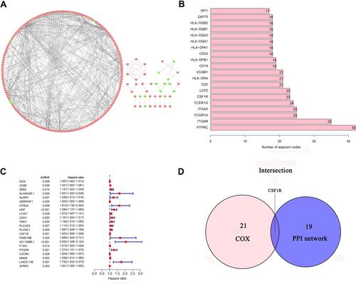 Figure 6 PPI network and univariate Cox regression analysis. (A) PPI network of 560 DEGs. (B) The top 20 genes ordered by the number of nodes in PPI network. (C) Forest plot of univariate Cox regression analysis(D) Venn diagram showing the common DEGs shared by the top 20 genes in PPI network and prognostic genes in Cox.