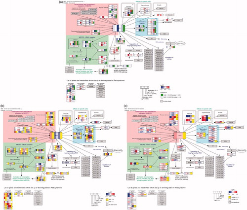 Figure 3. MECP2 pathway including data from the different tissue groups. (A) Neuronal cells: each gene box indicates log2FC (blue–red) and significance (if P < 0.05). (B) Brain: each box contains log2FC (from –1 (blue) to 1 (red)) for the three different age groups and average expression level (yellow if > 5). Horizontal separation in a box indicates multiple Affymetrix identifiers (probes) that are linked to the same gene. (C) Fibroblast: each box contains log2FC (from –1 (blue) to 1 (red)) for the four different fibroblast samples and their average expression level (yellow if > 5). High-resolution images of the single pathways are in the supplementary data (Supplementary Figures 2-4 HR) and interactive pathway figures including gene expression data are available on this website https://www.bigcat.unimaas.nl/data/pathways/MECP2/.