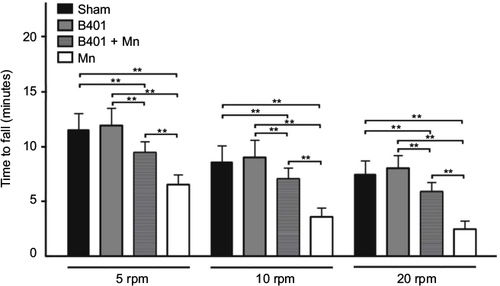 Figure 2 Motor coordination of Mn-treated mice was significantly enhanced under oral B401 treatment.