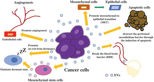 Figure 2. Communication in the tumor microenvironment via EVs.