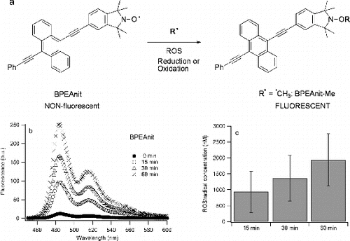 FIG. 1. (a) Formation of a fluorescent product upon reaction of BPEAnit with a radical; (b) an example of fluorescence spectra of BPEAnit upon sonication in DMSO; (c) average ROS/radical concentrations for different sonication times. The experiment was repeated 3 times and the error bars present one standard deviation.