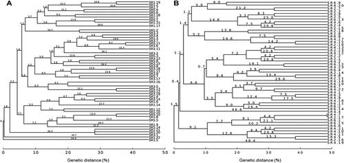 Figure 5. Cultivable bacterial populations during the experiment. (a) Dendrogram for all the strains isolated from control soils after 30 (strains SR1), 60 (strains SR3), and 90 (strains SR5) days; (b) Dendrogram for all the strains isolated from soils polluted with oxyfluorfen after 30 (strains SR2), 60 (strains SR4), and 90 (strains SR6) days.