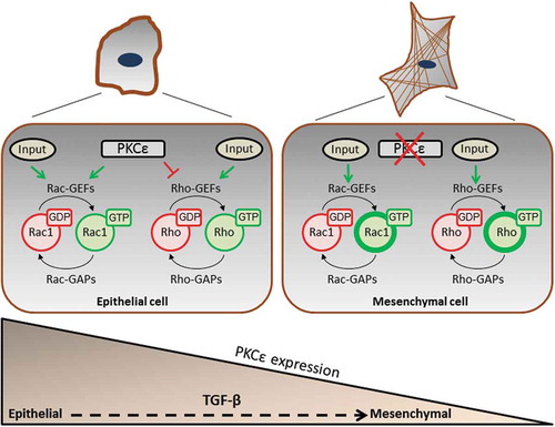 Figure 4. Model for PKCε regulation of small GTPases in NSCLC cells. In the epithelial state, PKCε promotes Rac1 activation and inhibits RhoA. PKCε is down-regulated in the ‘mesenchymal’ state, becoming a permissive signal for Rho activation and stress fibre formation