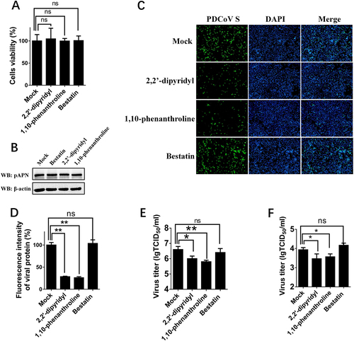 Fig. 4 Effects of APN inhibitors on PDCoV infection.a Cytotoxicity detection of 2,2′-dipyridyl, 1,10-phenanthroline, and bestatin by MTT assay. IPI-2I cells cultured in the 96-well plates were incubated with 2,2′-dipyridyl (250 μM), 1,10-phenanthroline (15 μM), or bestatin (300 μM). At 24 h after incubation, the inhibitors were removed, and MTT reagents (20 μL, 5 mg/mL) were added. After another 4 h incubation, the medium was discarded, and 150 μL of dimethyl sulfoxide (DMSO) solution was added. The OD value at 570 nm was measured. b The expression levels of APN in cells after treatment with the three inhibitors. IPI-2I cells were cultured in six-well plates and treated with 2,2′-dipyridyl (250 μM), 1,10-phenanthroline (15 μM), or bestatin (300 μM). At 24 h after treatment, the expression of endogenous pAPN was detected by western blot with anti-APN rabbit polyclonal antibody. c 2,2′-Dipyridyl (250 μM), 1,10-phenanthroline (15 μM), or bestatin (300 μM) was added to IPI-2I cells for 1 h. Cells were then infected with PDCoV (MOI = 2). At 24 h post infection, cells were analyzed by IFA. Mouse monoclonal antibody against PDCoV S was used to detect PDCoV-infected cells (green). DAPI was applied to detect nuclei (blue). d The fluorescence intensity in c was quantified with ImageJ. e, f IPI-2I cells were treated with the three inhibitors as described in c and infected with PDCoV (MOI = 2 in e or MOI = 0.2 in f). At 24 h post infection, cells were collected, and the TCID50 was determined in LLC-PK1 cells. Data are expressed as the mean ± SD for triplicate samples. Statistical significance was determined by Student’s t test; ns, P > 0.05; *P < 0.05; **P < 0.01