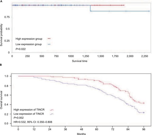 Figure 2 Low expression of TINCR predicts a poor prognosis in prostate cancer patients.Notes: (A) Prostate cancer patients with low expression of TINCR have a shorter survival time than those with high expression of TINCR (clinical samples from TCGA database). (B) Level of TINCR is positively correlated with the overall survival of prostate cancer cases (clinical samples from our study).Abbreviations: TINCR, terminal differentiation-induced non-coding RNA; TCGA, The Cancer Genome Atlas.