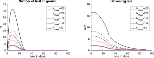 Figure 8. Plots for scenarios varying Nmax, and setting c=10,γ=0.1, and Nmax=50,150,200 and 400. Left panel, Number of fruits. Right panel, Harvesting rate. Time t = 0 is the time when the first fruits fall to the ground. The case c = 10 and γ=0.1 corresponds to a case when we varied the cost constant c considered in Figure 6 and is included for completeness.