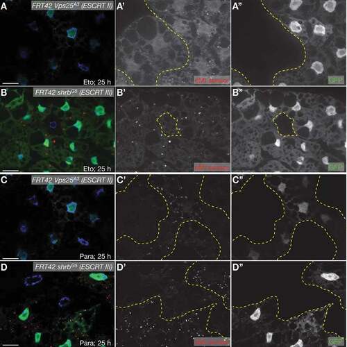 Figure 3. eMI sensor puncta formation requires ESCRTs cell-autonomously. Fat body cells lacking GFP (outlined in yellow in A’-D’) are homozygous mutant for the ESCRT II component Vps25 (A, B) and the ESCRT III component shrb (C, D) and fail to elicit an eMI response (red in composite image; compare with heterozygous or homozygous wildtype, GFP-positive cells). (A, B) 50 µM Eto treatment for 25 h. (C, D) 20 mM paraquat treatment for 25 h. Nuclei are in blue in merged images. A’- D’ and A”- D” are monochrome images of the indicated channels. Scale Bar: 20 µm