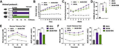 Figure 1 BAI administration significantly ameliorates diabetic conditions in db/db mice. (A) Animal experimental protocol of this study. (B) Body weight of mice was recorded every 3 days during the experiment. (n=8) (C) Fasting blood glucose of mice was recorded weekly during the experiment. (n=8) (D) HOMA-IR index was calculated according to standard formula: HOMA-IR= FBG (mM) × fasting insulin (mU/L)/22.5. (n=8) (E) For GTT, mice were fasted overnight and intraperitoneally injected with glucose (i.p., 0.75 g/kg), blood glucose was measured at 0, 15, 30, 60 and 120 min after glucose administration; the bar graph represents average area under the curve. (n=6) (F) For ITT, mice were fasted overnight and intraperitoneally injected with insulin (i.p., 1.0 U/kg), blood glucose was measured at 0, 15, 30, 60 and 120 min after insulin administration; the bar graph represents average area under the curve. (n=6) All data are presented as means ± SD. *p <0.05, **p < 0.01, ***p < 0.001.
