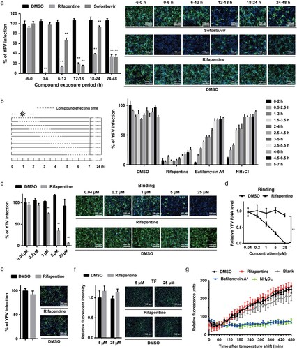 Figure 2. Rifapentine impaired viral binding. (a) Huh7 cells were infected with YFV-17D (MOI = 0.1) and treated with 25 μM rifapentine during different periods of viral infection. At 48 h post-infection, cells were analysed by IF. (b) Huh7 cells infected with YFV-17D were treated with rifapentine (25 μM), bafilomycin A1 (25 nM) or NH4Cl (25 mM) for 2 h during different periods as shown in the panel. At 24 h post-infection, YFV infection was assessed by IF. (c, d) Huh7 cells were incubated with YFV-17D at 4°C for 90 min with indicated concentrations of rifapentine. Part of the cells were cultured at 37°C for 24 h before being detected by IF (c). The other cells were lysed to determine the bound virus by RT-qPCR (d). (e) The virions were incubated with rifapentine (25 μM) for 6 h followed by sucrose density centrifugation to remove the compound. Viral infectivity was tested by reinfecting naïve Huh7 cells and analysed by IF. (f) Huh7 cells were incubated with labelled TF and rifapentine for 6 h before the cellular fluorescent intensity was detected. (g) Huh7 cells inoculated with YFV-17DDiD were treated with rifapentine (25 μM), Bafilomycin A1(25 nM) or NH4Cl (25 mM). Fluorescence units were collected every 15 min for total 32 cycles. Results were plotted as relative fluorescence units after subtraction of the background (uninfected culture). Data were shown as mean ± SD of three independent experiments. **p < .01 compared to DMSO group.