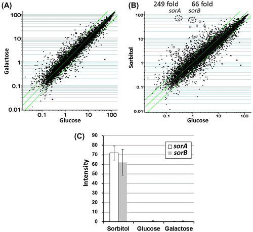 Fig. 1. Microarray analysis of sorbitol-responsive genes using GeneChip.