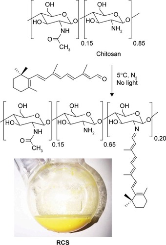 Figure 1 Synthesis of RCS and appearance of the self-assembled RCS aqueous suspension into PRN (bottom image).Abbreviations: RCS, retinylidene chitosan; PRN, proretinal nanoparticles.