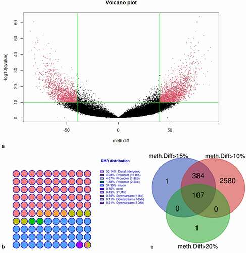 Figure 2. Distribution of overall methylation. (a) Volcano plot of DNA methylation changes based on WGBS results. Calves born from mothers with high BHB (>0.9 mmol/L) levels were compared to calves born from mothers with low BHB (0.9 mmol/L) levels. Red dots represent significant hypermethylation (upper right) and significant hypomethylation (upper left) of cytosines.The vertical green lines indicate a 40% methylation difference, and a cut-off of 10 was adopted for -log10(q-value). (b) Distribution of differentially methylated regions of calves born from high BHB (>0.9 mmol/L) and low BHB (<0.9 mmol/L) mother cows. (c) Venn diagram of the differentially methylated regions (using 2000 base pairs as a window and 100 base pairs as a moving step). UTR: Untranslated Region.