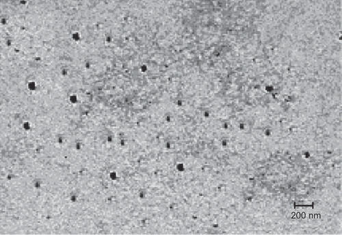 Figure 2.  TEM photomicrograph of HA-PEG-PLGA nanoparticles (at 15,500×).
