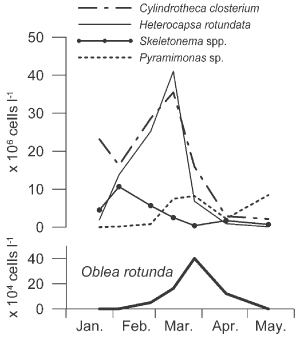 Fig 21. Densities of four taxa of autotrophic phytoplankton and of Oblea rotunda from January to May 2002. Cell densities plotted for each species are means of the four stations sampled. Note the different scales for density between autotrophic and heterotrophic species.