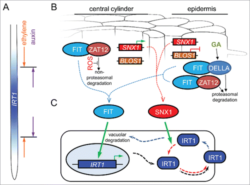 Figure 1. A hypothetical model for the cell-specific regulation of IRT1 expression and protein recycling under iron deficiency. (A) IRT1 is expressed in the early differentiation zone of the root. Its expression domain is defined by the opposing effects of the phytohormones ethylene and auxin. (B) In the central cylinder, FIT activity is inhibited through its interaction with ZAT12. In the absence of reactive oxygen species (ROS), ZAT12 is unstable and is degraded through a non-proteasomal pathway. This releases potentially active FIT. SNX1 expression is upregulated in this zone (green arrow), enhancing the cellular capacity to recycle SNX1 target proteins. In the epidermis, FIT can engage in protein complexes with ZAT12 but also with DELLA proteins, such as RGA. In these cells, ZAT12 undergoes proteasome-mediated degradation. Under iron deficiency, the phytohormone gibberellin (GA) promotes the proteasomal degradation of DELLA. Both events may be mediated through the COP9 signalosome (not depicted) and result in the release of potentially active FIT. The gene encoding the SNX1 interactor BLOS1, promoting the vacuolar degradation of membrane proteins, is downregulated in the epidermis (red blunt line), thereby increasing the SNX1 potential for protein recycling. (C) Under iron deficiency, active FIT in both central cylinder and the epidermis promotes the expression of IRT1. The IRT1 protein is targeted to the plasma membrane for iron uptake (black punctate arrows). Endocytosis (blue punctate arrows) may lead to IRT1 degradation in the vacuole. Alternatively, endosomal IRT1 may be recycled and sent back to the plasma membrane (red punctate arrows). Accumulation of active SNX1 promotes IRT1 stability and increased plasma membrane abundance.