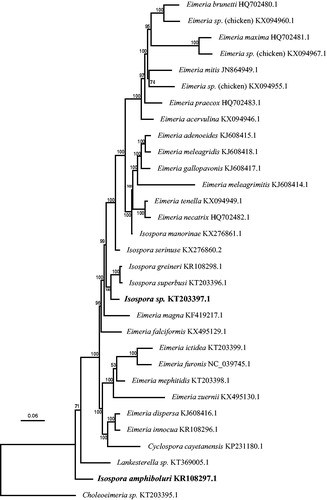 Figure 1. Phylogenetic tree based on the protein- and rRNA-coding regions of complete mitochondrial genome sequences from a variety of eimeriid coccidia rooted by a Choleoeimeria species. The unnamed Isospora sp. from the Black-throated laughingthrush was found in a weakly supported clade containing a number of Isospora species infecting passerine birds. Isospora amphiboluri branched as sister taxon to a large clade of eimeriid coccidia The Bayesian analysis was performed on an alignment of 5419 bp from each complete mitochondrial genome using extracted CDS and 33 rDNA fragments; the dataset was partitioned so that the CDS were analysed using a codon-based (mtmet translation) substitution model and the rDNA regions analysed using a GTR + G + I substitution model. Scale bar indicates hypothesized evolutionary divergence and numbers at nodes indicate Bayesian posterior probabilities.