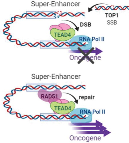 Figure 1. Hypertranscription of oncogenes regulated by super-enhancers is coupled by a RAD51-dependent repair mechanism. Mapping of the breakome reveals enrichment of DSBs in super-enhancers. These breaks are likely caused by TOP1 leading to single strand breaks (SSBs) that develop into DSBs. Repair of these breaks is mediated by RAD51 and results in high transcription of oncogenic drivers.