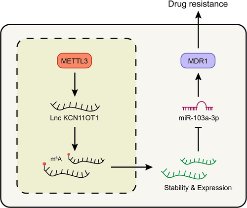 Figure 6. Schematic of molecular mechanism.Note: METTL3 promoted the expression of lncKCNQ1OT1 by regulating its m6A modification. While the up-regulated lncKCNQ1OT1 played the role of ceRNA in the targeted inhibition of miR-103a-3p, and MDR1, as the downstream molecule targeting miR-103a-3p, could enhance DOX resistance of breast cancer.