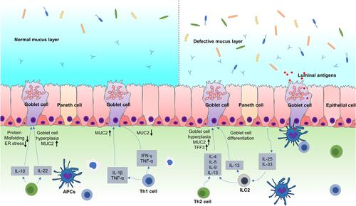 Figure 4 Immune regulation of goblet cell function and mucin production. (1) IL-33 and IL-25 activate ILC2 and Th2 cells during parasite infections, which release Th2 cytokines such as IL-4, IL-5, IL-9, and IL-13. IL-4 and IL-13 can promote goblet cell proliferation through STAT6 signaling. IL-4 and IL-13 also upregulate the expression of TFF3 and MUC2 via STAT6 or MAPK signaling. IL-25 and IL-9 also promoted goblet cell proliferation and mucin expression through IL-13 dependent pathway. IL-33 induces goblet cell differentiation by stimulating ILCs to produce IL-13. (2) Th1 cytokines such as TNF-α, IL-1β and IFN-γ play complex way in regulating mucin biosynthesis, which not only induce, but also inhibit MUC2 expression in different pathophysiological conditions. (3) IL-22 can regulate goblet cell differentiation and induces mucin expression in STAT3 signaling. IL-10 promotes mucin expression by inhibiting protein misfolding and ER stress in goblet cells.