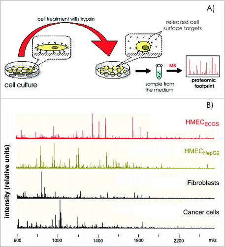 Figure 2. Cell proteomic footprinting. (A) Adherent cell culture after washing away traces of culture medium and subsequently treated with a protease. Released fragments of the cell surface proteins were collected and subjected to mass spectrometry analysis. The set of obtained peptide molecular weights represents the cell culture proteomic footprint. (B) Examples of cell proteomic footprints for non-ECs (MCF-7 and HepG2) and HMECs induced to grow in the presence of stimuli provided from normal tissue (HMECECGS) or cancer cells (HMECHepG2). Adapted from.Citation37,41