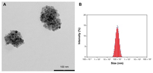 Figure 2 TEM image and relative DLS measurements of Magh-1-PNPs. TEM image (A) and relative DLS measurements (B) of Magh-1-PNPs.Abbreviations: TEM, transmission electron microscopy; PNPs, polyethyleneglycol-based nanoparticles; DLS, dynamic light scattering.