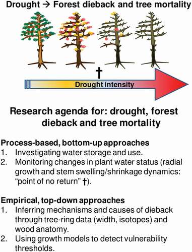 Figure 5. Conceptual figure summarising the research agenda proposed to investigate the causes and mechanisms of forest dieback and tree mortality after drought. The two approaches correspond to sections of the main text that describe process-based and empirical approaches. The cross along the gradient of drought intensity (arrow) indicates the ‘point of no return’ preceding tree mortality, which occurs when stem radial growth ceases and diurnal stem diameter fluctuations decrease due to irreversible stem shrinkage (see Lamacque et al. Citation2020; Preisler et al. Citation2021)