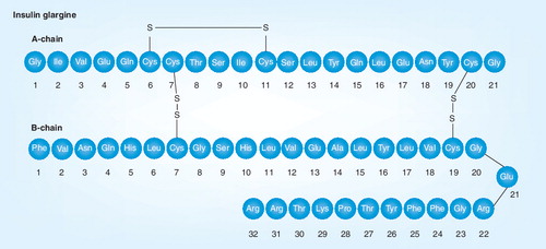 Figure 1. Insulin glargine molecular structure.