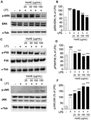 Figure 5. Effect of HsAE on LPS-induced mitogen-activated protein kinase (MAPK) signaling in BV-2 cells. (A, C, E) Expression levels of extracellular signal-regulated protein kinase (ERK), phospho (p)-ERK, p-p38, p38, c-jun N-terminal kinase (JNK), and pJNK. (B, D, F) Quantification of (A, C, E). pERK/ERK, pP38/p38, and pJNK/JNK as a percentage of the LPS-treated alone group (set as 100%). α-Tubulin was used as the loading control. All data are presented as the mean ± SEM (n = 3). Statistical differences were analyzed using one-way ANOVA followed by Tukey statistical post hoc test. *p < 0.05, **p < 0.01, ***p < 0.001 vs. LPS-treated group, ###p < 0.001 vs. untreated control group.