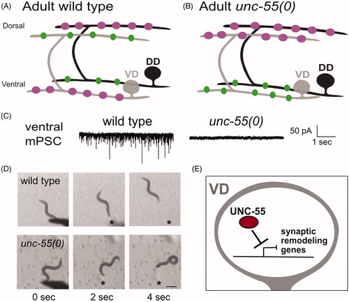 Figure 2. Ventral D (VD) motor neurons ectopically remodel in unc-55 mutants. (A) In adult wild-type worms, DD (black) presynaptic boutons (magenta) are located on the dorsal side and postsynaptic terminals (green) are positioned on the ventral side. VD (gray) presynaptic terminals are positioned on the ventral side (magenta) whereas postsynaptic terminals are located on the dorsal side. (B) In adult unc-55(0) mutants, both DD (black) and VD (gray) presynaptic boutons (magenta) are located on the dorsal side. Postsynaptic terminals (green) of both DD and VD neurons are positioned on the ventral side. (C) (Left) Wild-type worms show robust miniature Post Synaptic Currents (mPSCs) in ventral muscles whereas mPSCs are not detected in unc-55 mutants (Right). Adapted from (Petersen et al., Citation2011). (D) Head touch (asterisk) evokes backward movement in the wild type (top) but unc-55 mutants coil ventrally with head touch (asterisk) due to absence of inhibitory GABAergic input on the ventral side. Scale bar = 250 µm. Adapted from (Petersen et al., Citation2011). (E) The UNC-55/COUP-TF transcription factor functions in VD motor neurons to antagonize expression of synaptic remodeling genes.