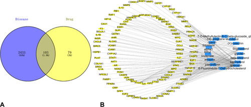 Figure 1 (A) Venn diagram of the target genes of the three herbs and AMD. (B) Drug active ingredients and disease target network. The yellow refers to 103 targets of FL, RRP and PL for the treatment of AMD. The blue represents 15 active components in FL, RRP and PL.