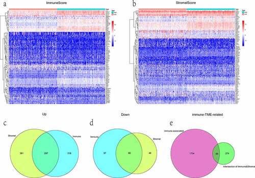 Figure 3. The display of DEGs among different groups. (a, b) heatmaps revealed DEGs by comparing high- and low-score groups in ImmuneScore and StromalScore, respectively. The abscissa represents the ID of patient samples, and the ordinate represents the name of DEGs. The top 50 DEGs were listed. (c, d) venn diagrams were depicted for upregulated and downregulated DEGs based on shared genes in ImmuneScore and StromalScore groups, respectively. (e) venn plot showed the overlap of immunologically relevant genes and TME-specific genes