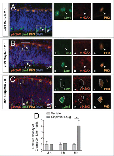 Figure 4. γ-H2AX and cleaved caspase-3 after cisplatin-induced DNA damage. Fluorescence micrographs of γ-H2AX, PH3, and/or Lim1 positive cells in st29 retinas after (A) vehicle or (B) cisplatin intraocular in ovo treatment. (C) Confocal image of Figure 4B. (D) The relative density of Lim1 negative, C-casp-3+ cells (C-casp-3+ cells/mm2) after treatment with cisplatin compared with vehicle. Arrowhead: positive cell, gcl: ganglion cell layer, st: Hamburger and Hamilton stages, Student's t test, *P < 0.05, n ≥ 4 treated eyes, 4 sections per eye. Scale bar is 10 μm.