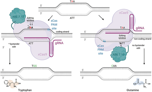 Figure 3. Therapeutic “read-through” approach mediated by CRISPR-pass. While base editing with CRISPR-pass does not allow a true ribosomal read-through, nonsense mutations not amenable to conventional base editing strategies can be turned into a missense change by using an ABE-xCas base editing construct (CRISPR-pass), targeting the coding or non-coding strand. in this case, a bystander mutation would occur when targeting the coding strand due to the presence of an additional a in the editing window. the tryptophan and glutamine missense changes resulting from CRISPR-pass mediated editing are predicted to be “possibly damaging” by the in-silico tool Polyphen 2, which evaluates the functional impact of missense changes.